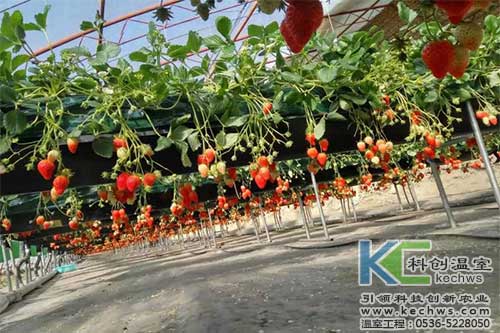 無土栽培，無土栽培技術，無土栽培設備