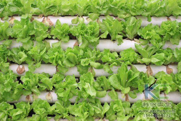 無(wú)土栽培,無(wú)土栽培技術(shù),無(wú)土栽培設(shè)備