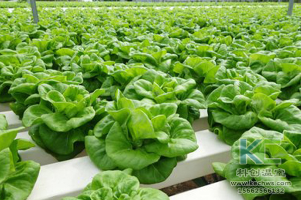 無(wú)土栽培，無(wú)土栽培技術(shù)，無(wú)土栽培設(shè)備