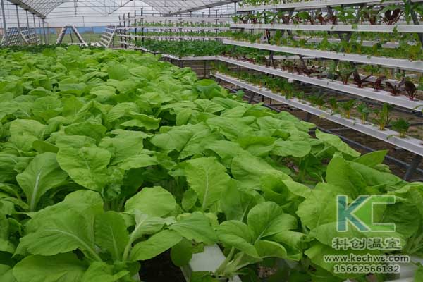 無土栽培技術，無土栽培設備，無土栽培，溫室大棚