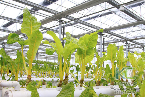 無土栽培，無土栽培技術，蔬菜栽培