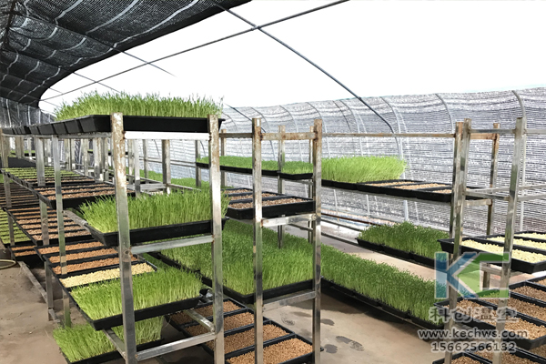 無土栽培技術，無土栽培蔬菜，無土栽培設備，溫室大棚 