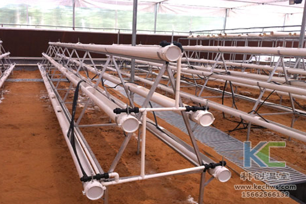 魚菜共生系統，無土栽培技術，無土栽培，溫室大棚