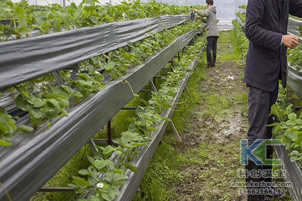 無土栽培，無土栽培技術，無土栽培設備