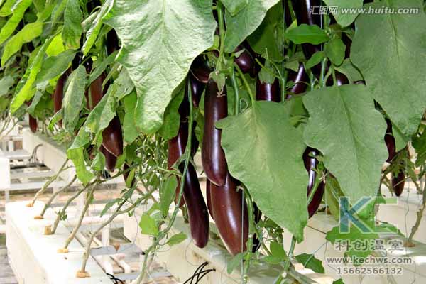 無土栽培技術,無土栽培設備,無土栽培,溫室大棚