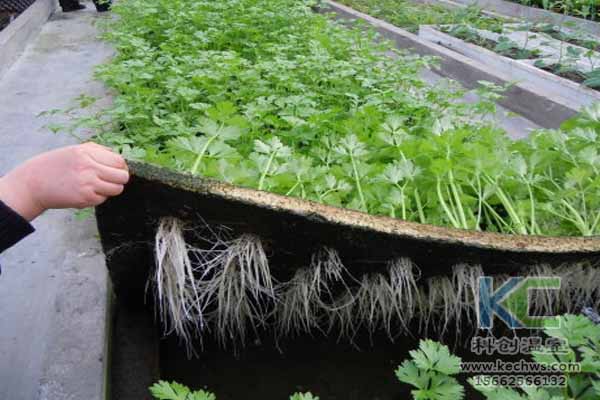 無土栽培技術,無土栽培設備,無土栽培,溫室大棚