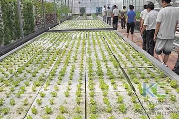 無土栽培技術,無土栽培設備,無土栽培,溫室大棚