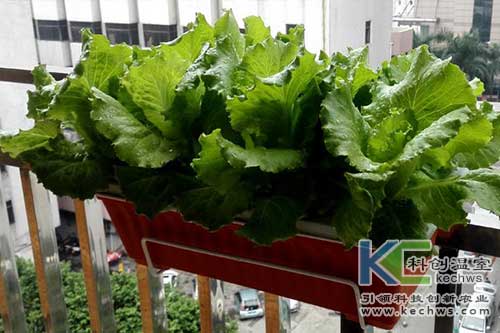 無土栽培，無土栽培技術，無土栽培設備