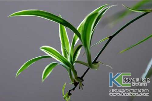 無(wú)土栽培,基質(zhì)栽培,吊蘭