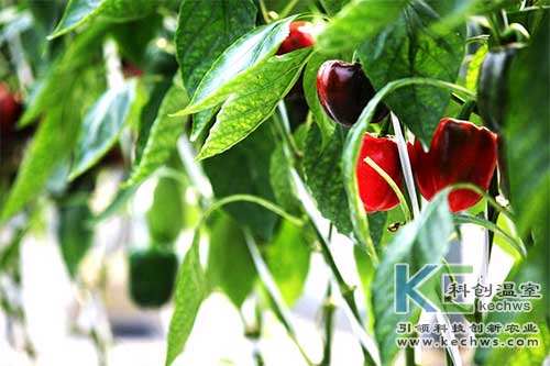 無土栽培,無土栽培建設,甜椒