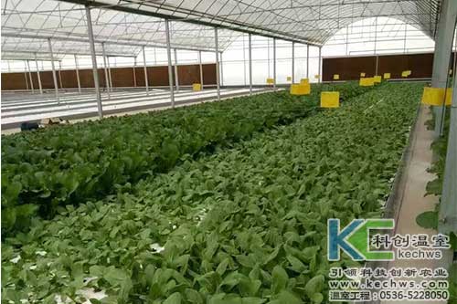 無(wú)土栽培,無(wú)土栽培技術(shù),無(wú)土栽培設(shè)備