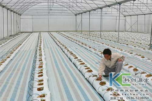 無土栽培,無土栽培技術(shù),無土栽培設(shè)備