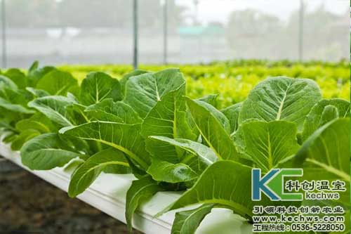 無土栽培，無土栽培技術，無土栽培設備