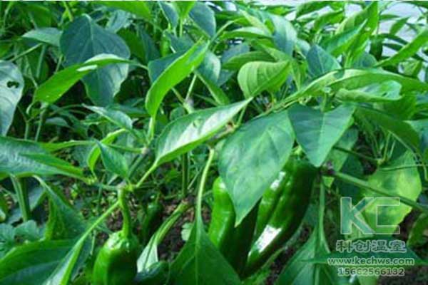 無土栽培，無土栽培技術，無土栽培設備