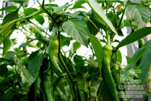 無土栽培，無土栽培技術，無土栽培設備