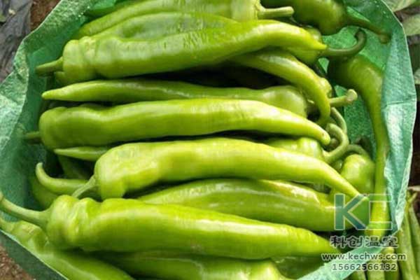 無土栽培，無土栽培技術，無土栽培設備