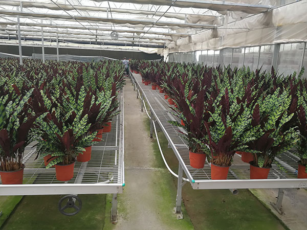 無土栽培,無土栽培技術(shù),無土栽培設備