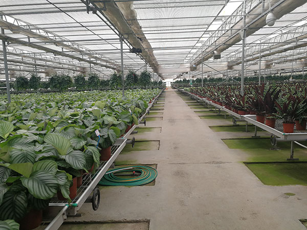 無土栽培，無土栽培技術(shù)，無土栽培設備
