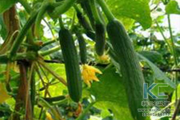 無土栽培，無土栽培技術，無土栽培設備