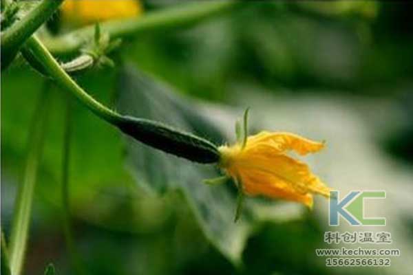 無土栽培，無土栽培技術(shù)，無土栽培設(shè)備