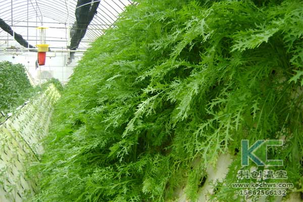 無土栽培，無土栽培技術，無土栽培設備