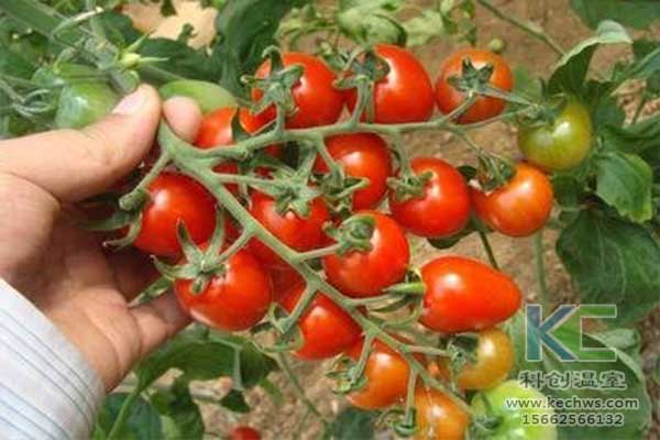 無土栽培，無土栽培技術，無土栽培設備