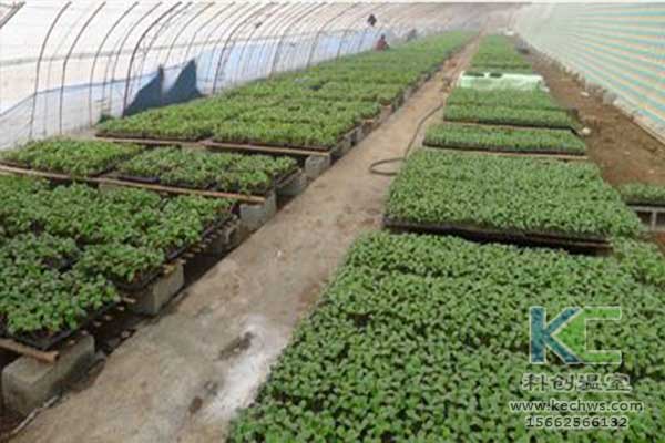 無(wú)土栽培,無(wú)土栽培技術(shù),無(wú)土栽培設(shè)備