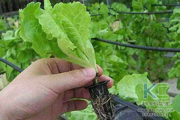 無土栽培，無土栽培技術，無土栽培設備