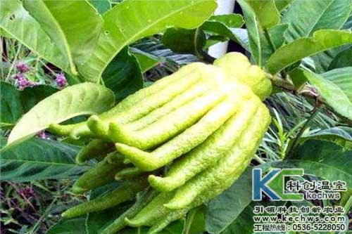 無土栽培，無土栽培技術，無土栽培設備