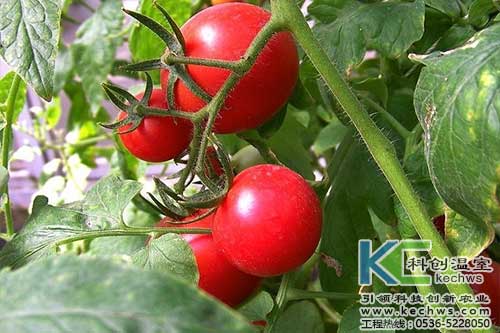 無土栽培，無土栽培技術，無土栽培設備