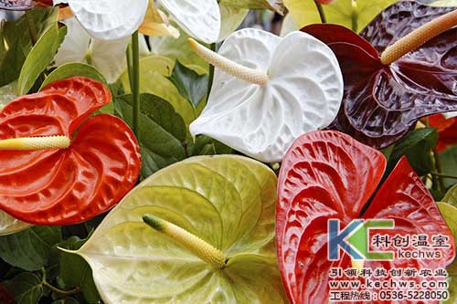 無土栽培，無土栽培技術(shù)，無土栽培設(shè)備