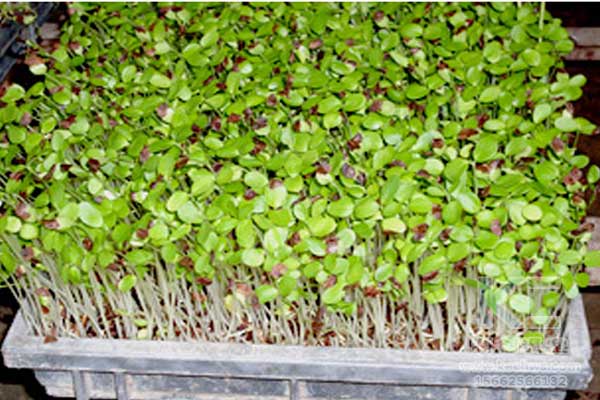 無土栽培，無土栽培技術(shù)