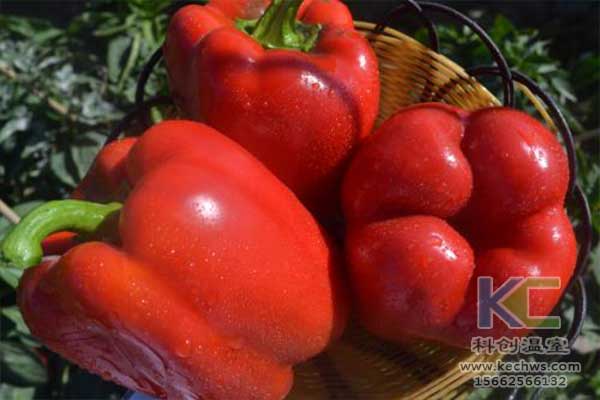 無(wú)土栽培，無(wú)土栽培技術(shù)