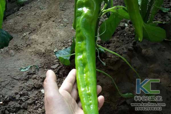 無土栽培，無土栽培基質(zhì)