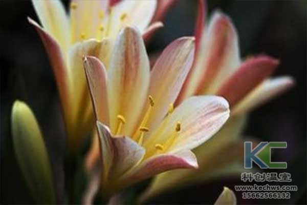 無土栽培，無土栽培技術(shù)