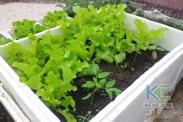 無(wú)土栽培，無(wú)土栽培技術(shù)