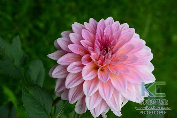 無土栽培，無土栽培技術(shù)，無土栽培設(shè)備