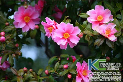 無(wú)土栽培，無(wú)土栽培技術(shù)，無(wú)土栽培設(shè)備