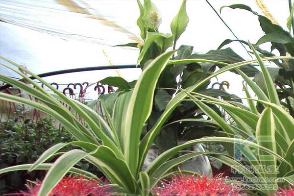 無土栽培，無土栽培技術，無土栽培設備