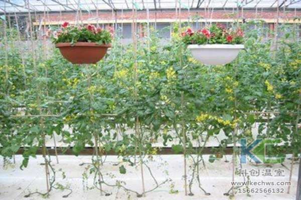 無土栽培，無土栽培技術(shù)，無土栽培設(shè)備