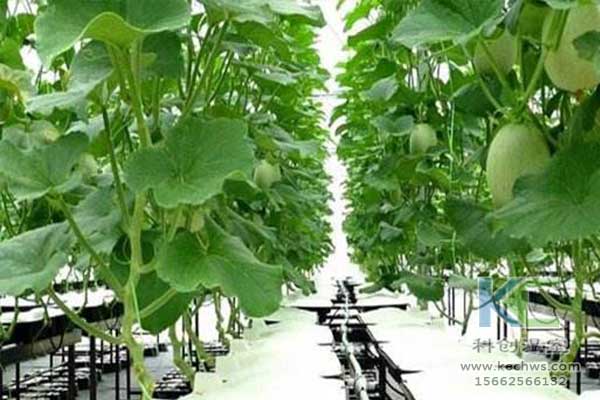 無土栽培，無土栽培技術(shù)，無土栽培設(shè)備