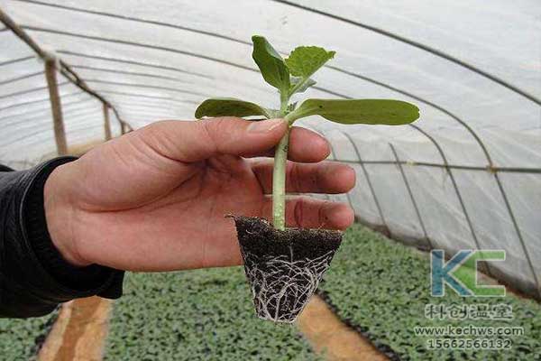 無(wú)土栽培，無(wú)土栽培技術(shù)，無(wú)土栽培設(shè)備