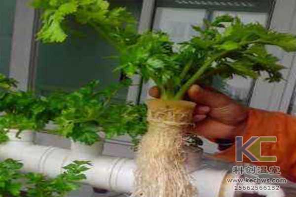 無土栽培，無土栽培技術，無土栽培設備