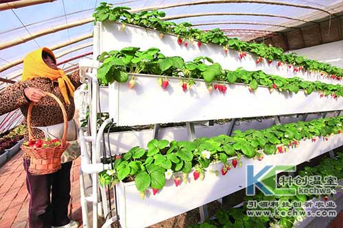 無土栽培，無土栽培技術(shù)，無土栽培設(shè)備