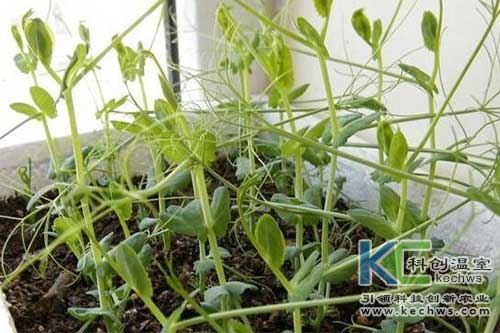 無土栽培，無土栽培技術(shù)，無土栽培設(shè)備