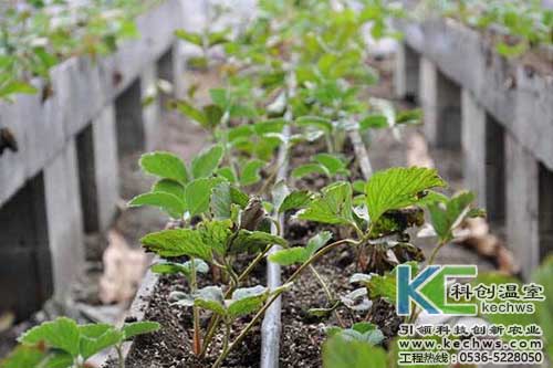 無土栽培，無土栽培技術，無土栽培設備