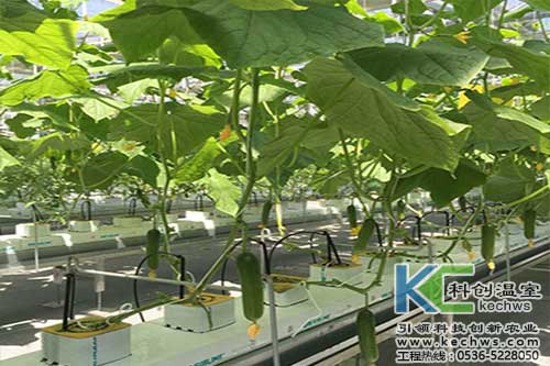 無土栽培,無土栽培技術,無土栽培設備