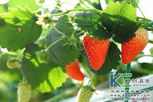 無土栽培,無土栽培技術,無土栽培設備