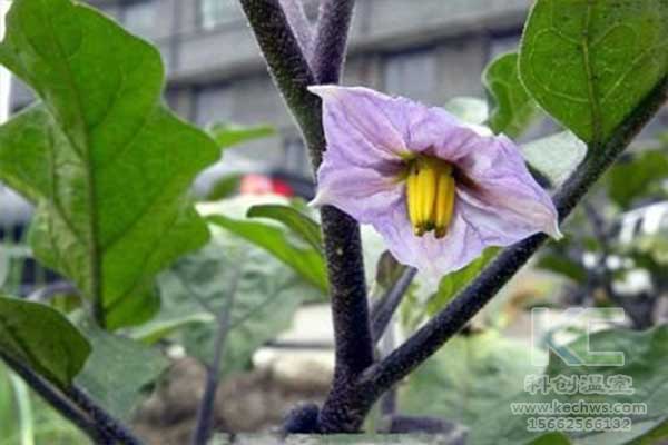 無土栽培，無土栽培技術，無土栽培設備
