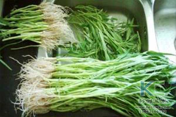 無(wú)土栽培，無(wú)土栽培技術(shù)，無(wú)土栽培設(shè)備